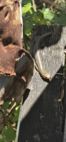 Four-lined Skink