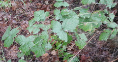 Rubus leucodermis