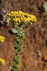 Phymaspermum acerosum, photograph (c) Tony Rebelo, some rights reserved (CC BY-SA)