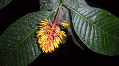 Palicourea guianensis