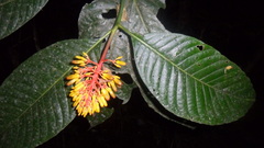 Palicourea guianensis