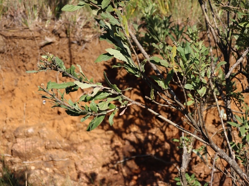 Bowkeria verticillata, photograph 6