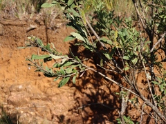 Bowkeria verticillata, photograph (c) Tony Rebelo, some rights reserved (CC BY-SA)