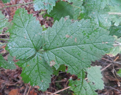 Rubus leucodermis