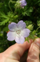 Nemophila phacelioides