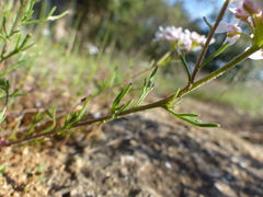 Iberis pinnata