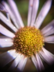 Angiospermae