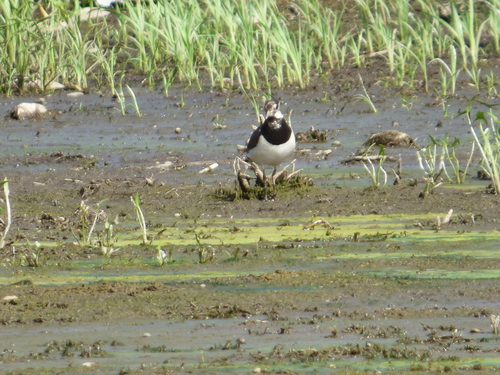Northern Lapwing