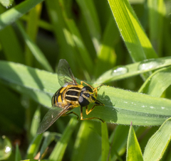 Helophilus pendulus