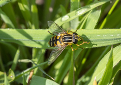 Helophilus pendulus