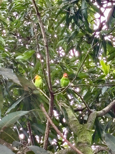 Red-headed Lovebird