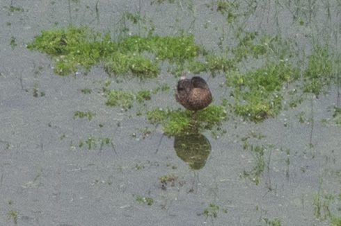 Hawaiian Duck (Anas wyvilliana), photo 4