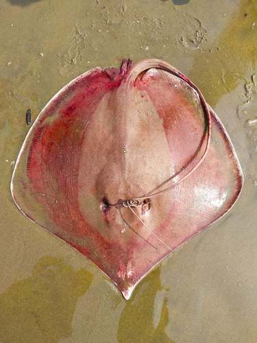 Bleeker's whipray (Pateobatis bleekeri) — Dasyatidae — 4