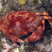 Convex Crab - Photo (c) Robin Gwen Agarwal, some rights reserved (CC BY-NC), uploaded by Robin Gwen Agarwal