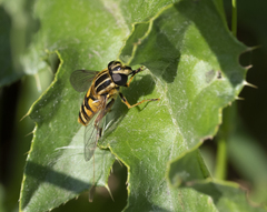 Helophilus pendulus