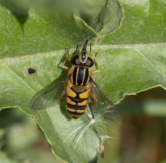 Helophilus pendulus