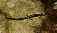 Plethodon hubrichti