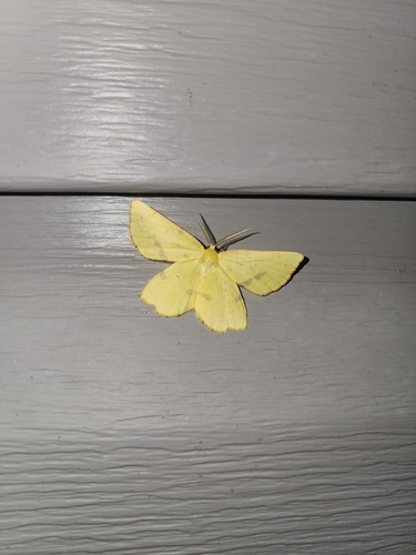 Crocus Geometer Moths