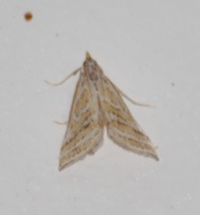 Leptosteges parthenialis