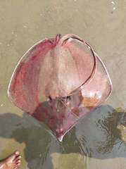 Pateobatis bleekeri