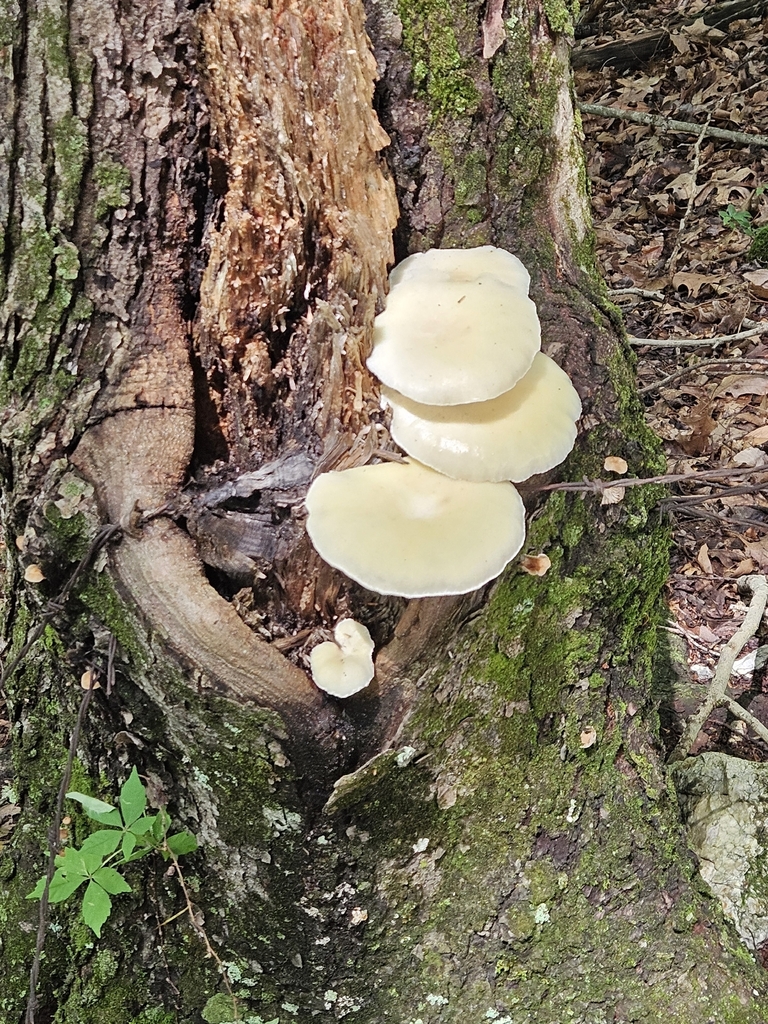 Lynx Paw Oyster · July 2026 · photo: Photo: no rights reserved · iNaturalist