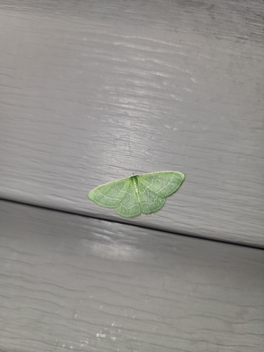 Wavy-lined Emerald