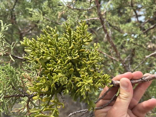 dense mistletoe