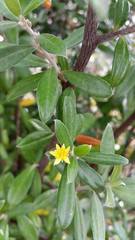 Corokia