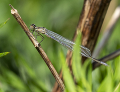 Coenagrion puella