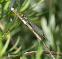 Coenagrion puella