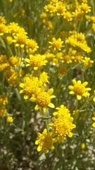 Eriophyllinae