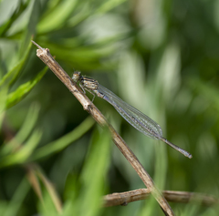 Coenagrion puella