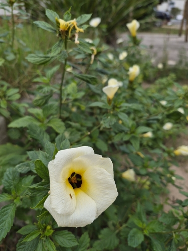Cuban Buttercup