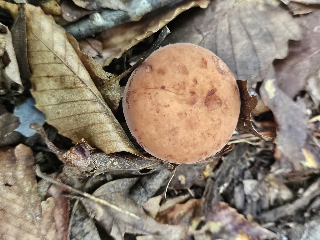 Weeping Milk Cap · July 2026 · photo: Photo: no rights reserved · iNaturalist