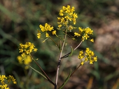 Rorippa amphibia