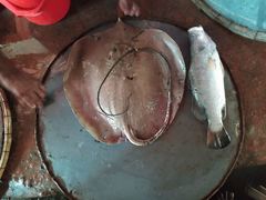 Giant Freshwater Ray photo 4