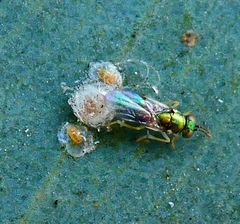 Psyllaephagus bliteus