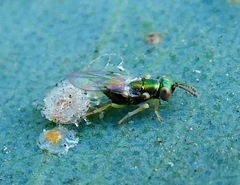 Psyllaephagus bliteus