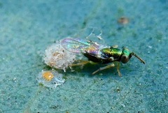 Psyllaephagus bliteus