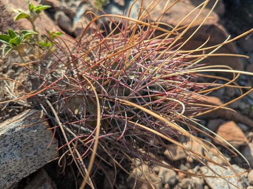 Chihuahuan fishhook cactus