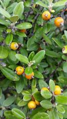 Corokia