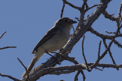 Gray Vireo
