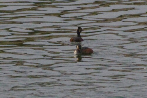 iNaturalist image