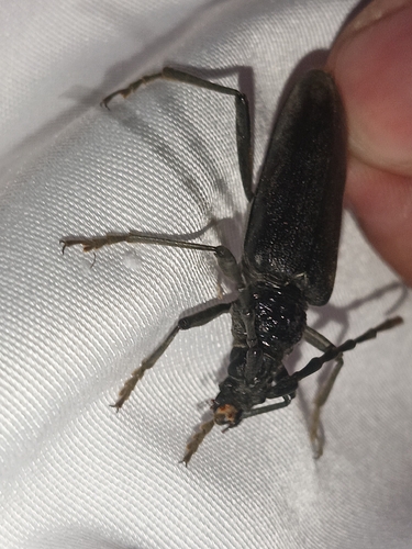 Great capricorn beetle