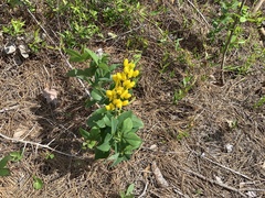 Baptisia cinerea