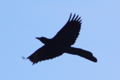 Quiscalus mexicanus
