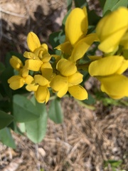 Baptisia cinerea