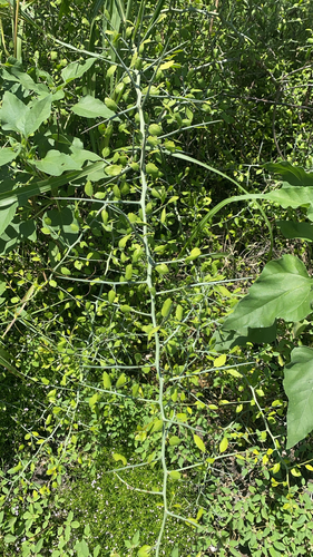 lotebush