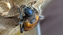 Trichodes octopunctatus