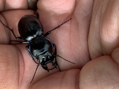 Pasimachus punctulatus